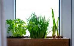 Corinna Dietrich offers tailored Services and lets good causes grow
